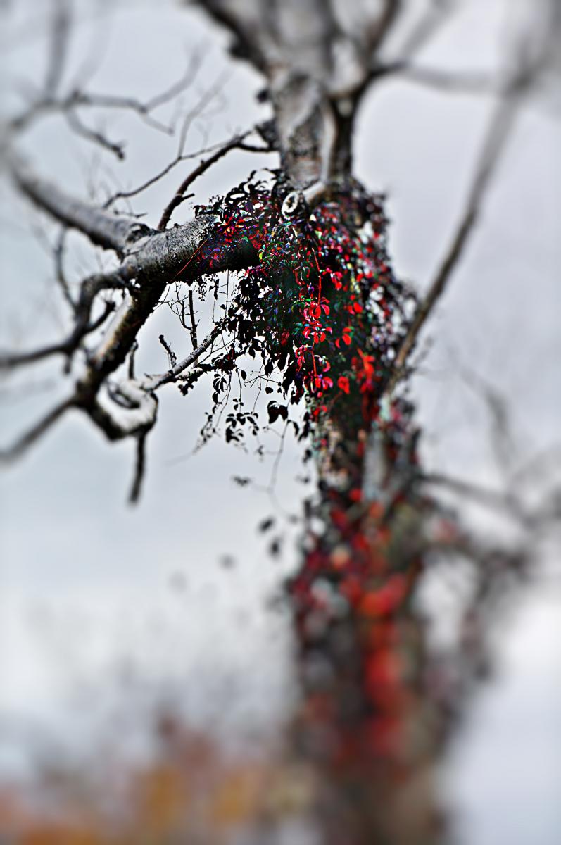 Dead Tree, Fall, Gloucester MA