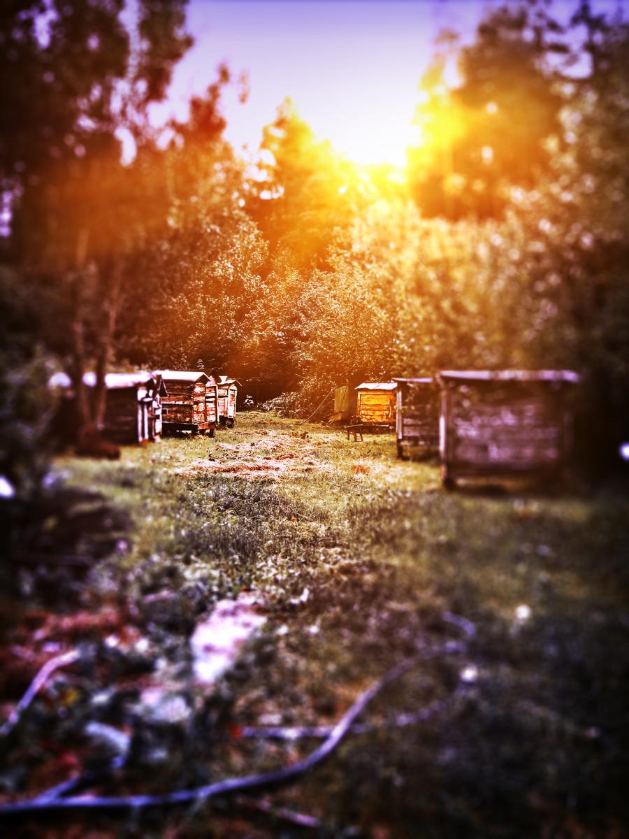 Bee Hives, Czarna Bialostocka, Poland