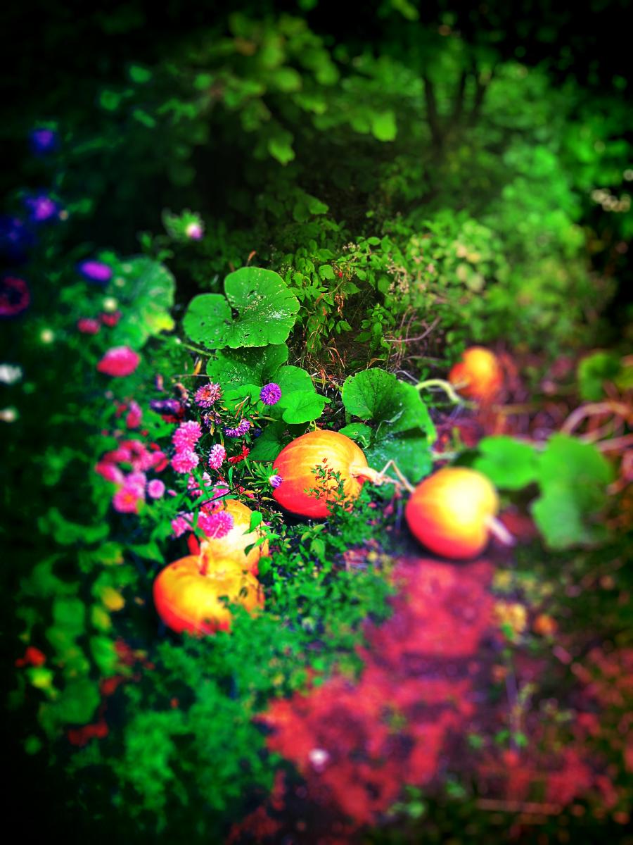 Pumpkins, Czarna Bialostocka, Poland