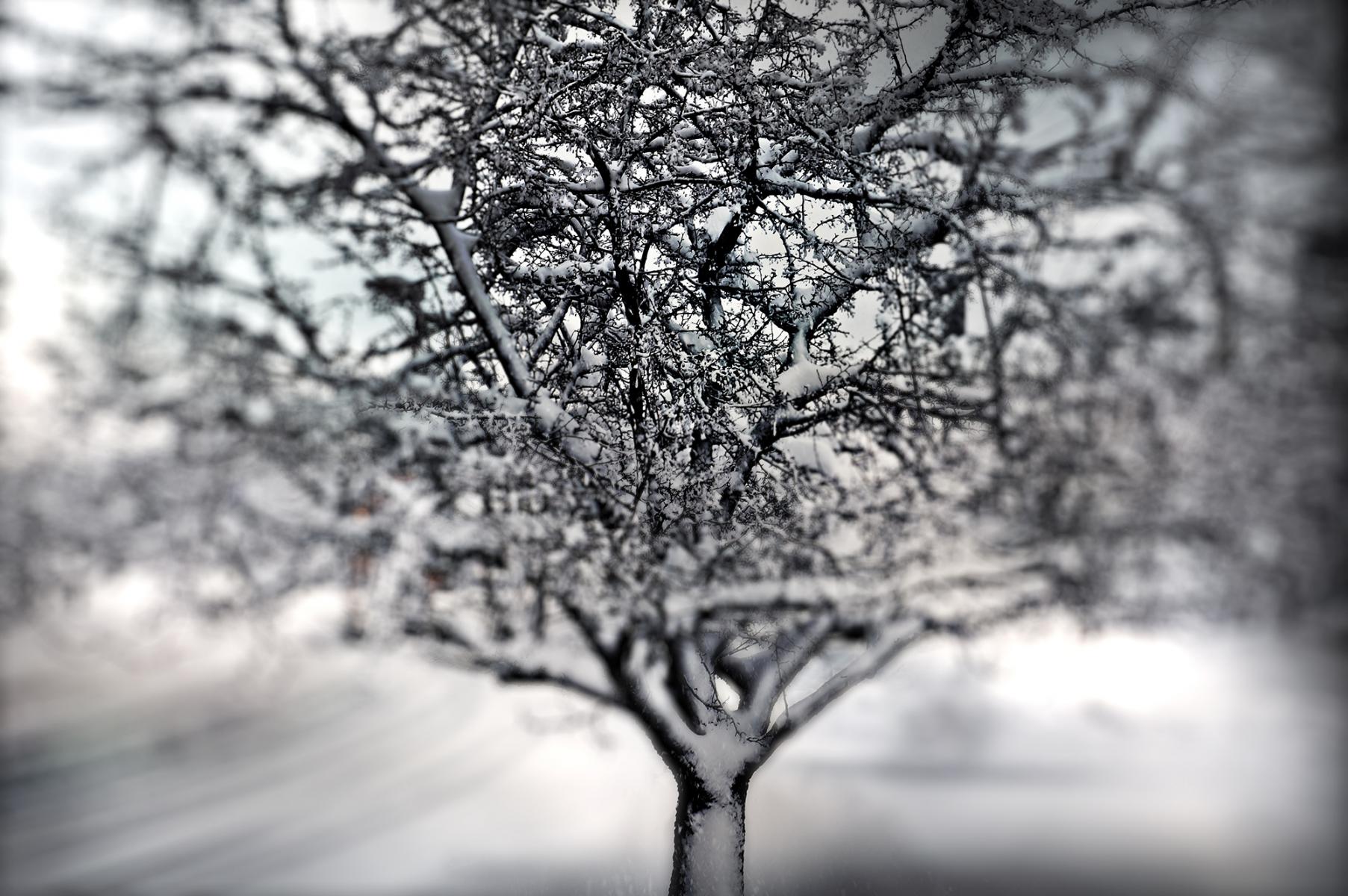 Tree Heart, Quincy, MA