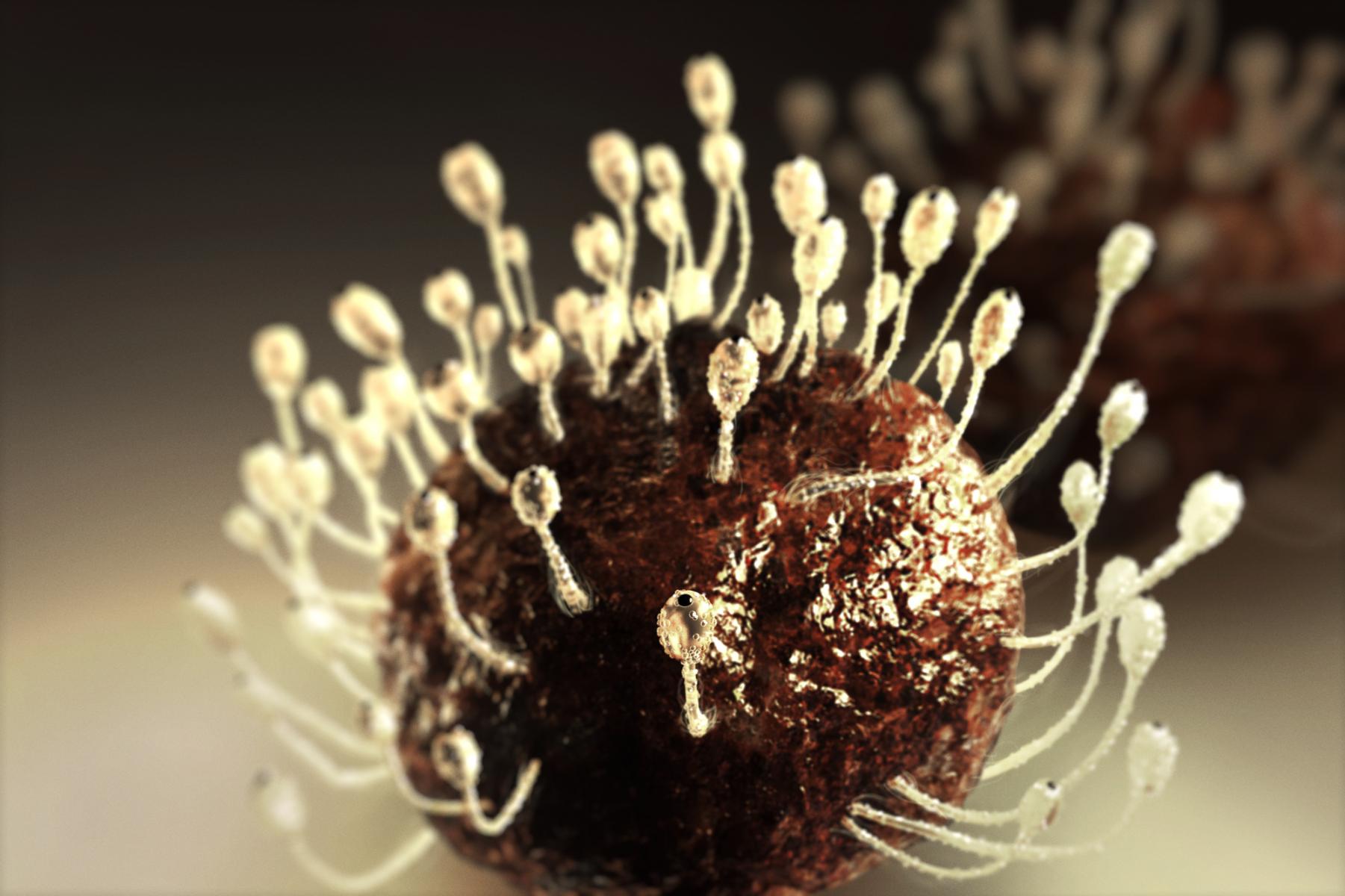 Pilobolus Crystallinus Cell