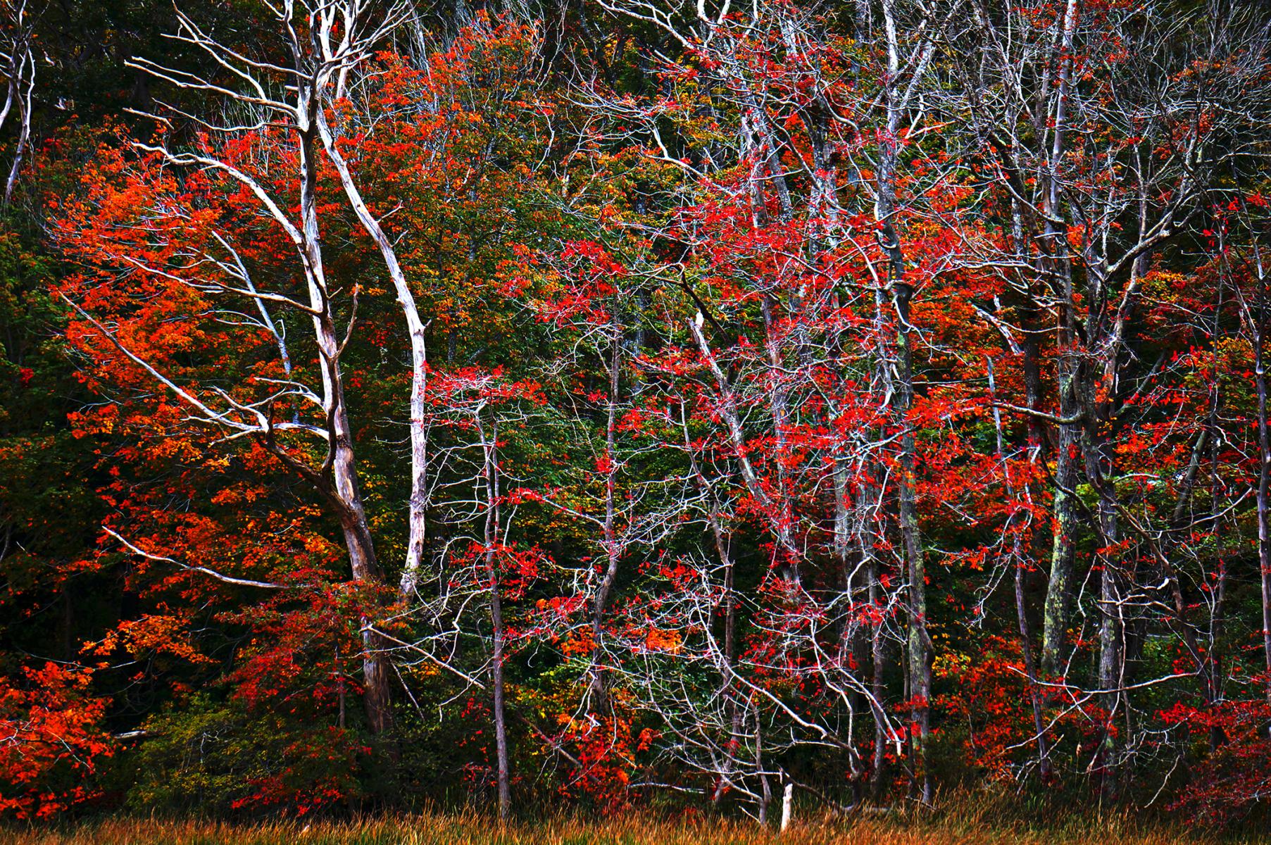 Fall, Gloucester MA