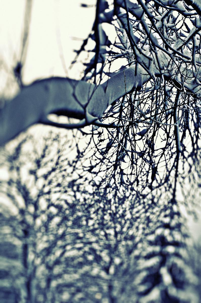 Branches